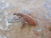 Coniocleonus tabidus